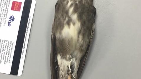 Thumbnail for Olive-sided Flycatcher Identification