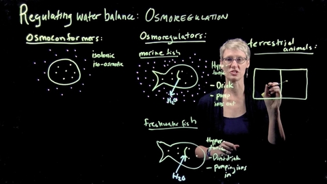 Thumbnail for Osmoregulation
