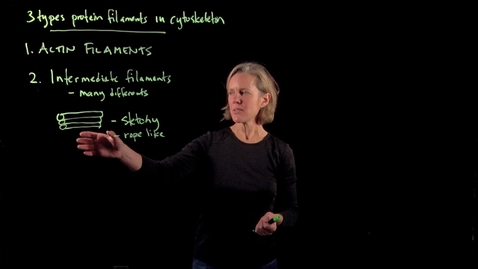 Thumbnail for The Cytoskeleton