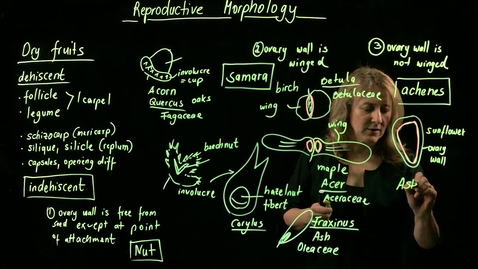 Thumbnail for entry Vascular Plant Morphology: Reproductive Morphology (Fruits, Part IV)