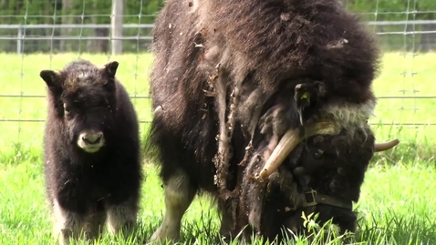 Thumbnail for UAF's Large Animal Research Station - Audio Described