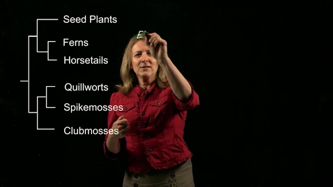 Thumbnail for Vascular Plants: Ferns and Horsetails