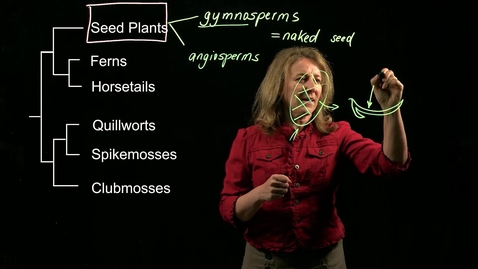 Thumbnail for Vascular Plants: Seed Plants