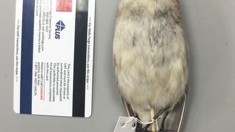 Thumbnail for Horned Lark Identification