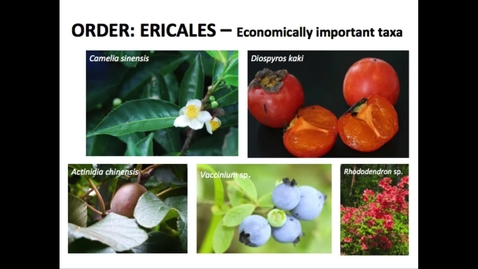 Thumbnail for Ericaceae Lecture