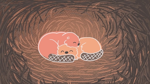 Thumbnail for Water is like Learning - A Beaver Metaphor