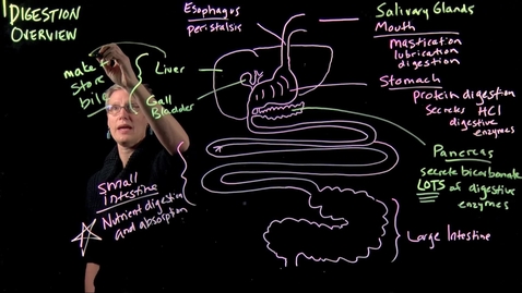 Thumbnail for Digestion Overview