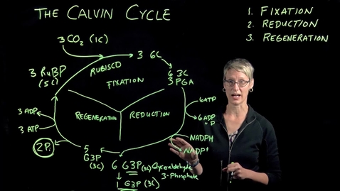 Thumbnail for The Calvin Cycle