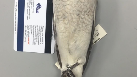 Thumbnail for Northern Shrike Identification