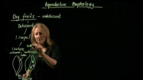 Thumbnail for Vascular Plant Morphology: Reproductive Morphology (Fruits, Part II)