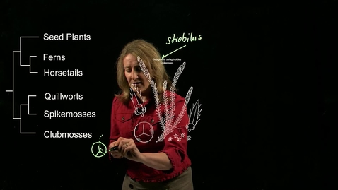 Thumbnail for entry Vascular Plants: Clubmosses, Spikemosses, and Quillworts