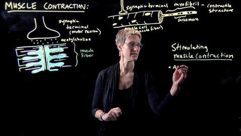 Thumbnail for Muscle Contraction