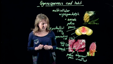 Thumbnail for entry Gymnospermous Seed Habit: Part 3 (fertilization)