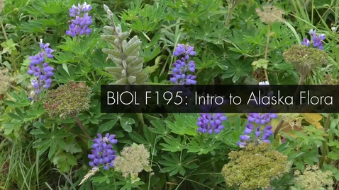 Thumbnail for entry BIOL F190 Welcome to Intro to Alaska Flora