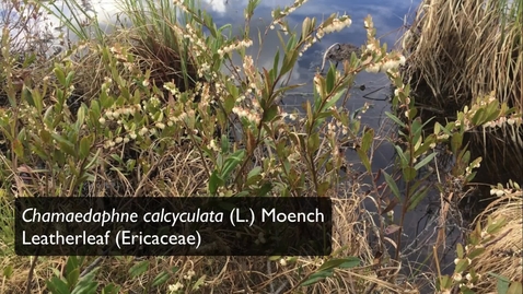 Thumbnail for Ericaceae_DissectionVideo