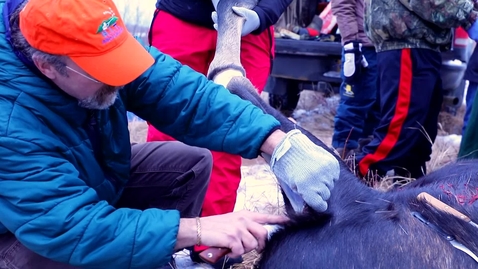 Thumbnail for WLF 101, Moose Harvest Lab