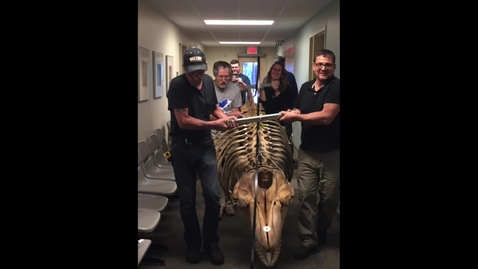 Thumbnail for Orca Hanging at KPC Kachemak Bay Campus