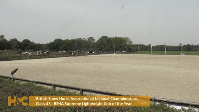 BSHA Supreme Lightweight Cob of the Year, 8th September