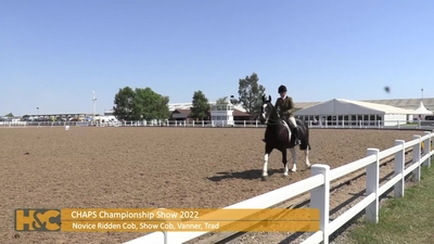 Novice Ridden Cob, Show Cob, Vanner, Traditional, 13th August 2022