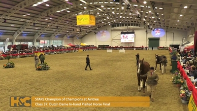 Class 37. Dutch Dame In-hand Plaited Horse Final 