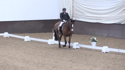 Class 17 M61 Irish Draught Bronze, Silver & Gold, Class 21 M61 Lusitano Silver & Gold & Class 36 Side Saddle Silver, 13th October