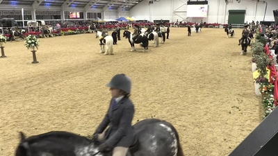 Class 30 Life of Riley Ridden Coloured Native, Cob and Traditional Final, 25th November