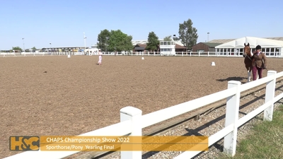 Sporthorse/Pony Yearling Final, 13th August 2022