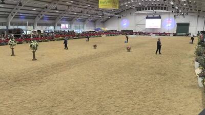 Class 38, Nedz Beds In-hand M&M small breeds Final