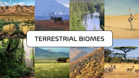 Thumbnail for BIOL 2108 - Dr. Andrews - Week 10 (10/26-11/1)