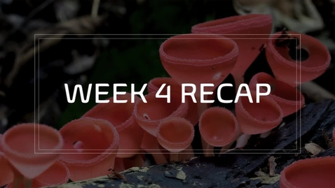 Thumbnail for BIOL 1104L - Dr. Andrews - Week 4 (06/28-07/04)