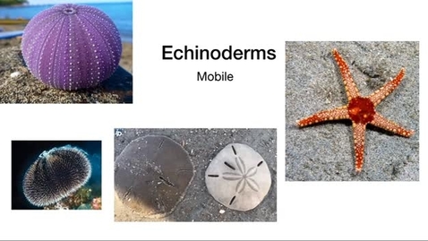 Thumbnail for entry InvertebrateGroups_part2