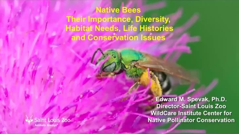 Thumbnail for TPPC Native Bee ID Webinar, Part 1
