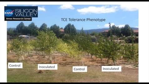 Thumbnail for entry Phytoremediation Using Bacterial Endophyte Enhanced Poplar Trees