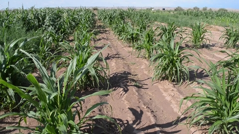 Thumbnail for entry Solar Technology for Farming and Ranching in the Arizona Desert