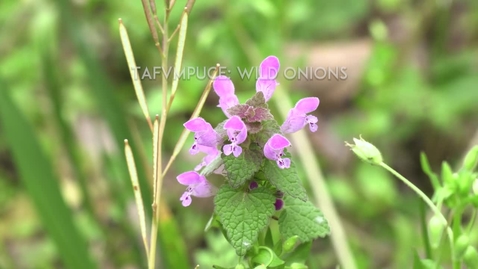 Thumbnail for Muscogee Nation presents Wild Onions