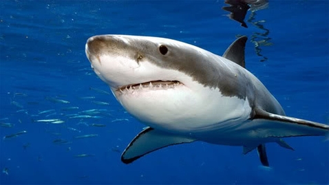 Thumbnail for Great White Shark