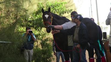 Kukulkan Arrived at Gulfstream Park on January 20th, 2019