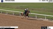 Chasing the Storm Worked 4 Furlongs in 49.80 at Payson Park on November 16th, 2025