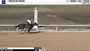 Scythian Worked 3 Furlongs in 37.00 at Payson Park on March 2nd, 2026