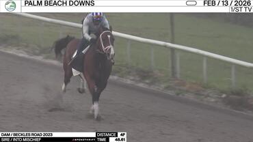 An Unnamed Horse out of the Dam Beckles Road Worked 4 Furlongs in 48.61 at Palm Beach Downs on February 13th, 2026