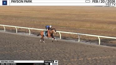 Destino d'Oro Worked 4 Furlongs in 50.00 at Payson Park on February 20th, 2026