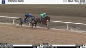 Midway Memories (Outside) and City Girl Worked 4 Furlongs in 50.00 at Payson Park on March 1st, 2026