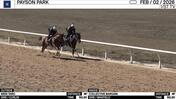 Miss Taro (Outside) and Collective Bargain Worked 4 Furlongs in 50.20 at Payson Park on February 2nd, 2026