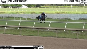Crevalle d'Oro Worked 3 Furlongs in 38.30 at Palm Meadows on October 16th, 2026