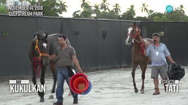 Tati and Kukulkan Arrived at Gulfstream Park on November 14th, 2018