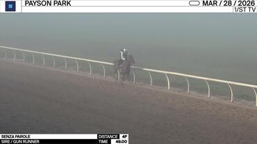 Senza Parole Worked 4 Furlongs in 49.00 at Payson Park on March 28th, 2026