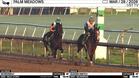 Incredibolt (Outside) and Sudden Switch Worked 4 Furlongs in 49.45 at Palm Meadows on March 28th, 2026