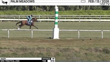 Zazzy Worked 3 Furlongs in 37.15 at Palm Meadows on February 13th, 2026