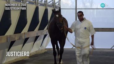 Justiciero Walked the Shedrow at Gulfstream Park on November 14th, 2018