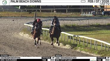 Icecreamforevryone (Outside) and an Unnamed Horse out of the Dam Moondance Worked 3 Furlongs in 37.01 at Palm Beach Downs on February 7th, 2026